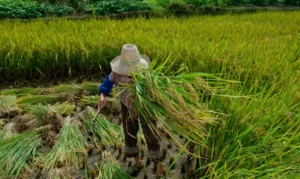 trabalho_escravo_mpt