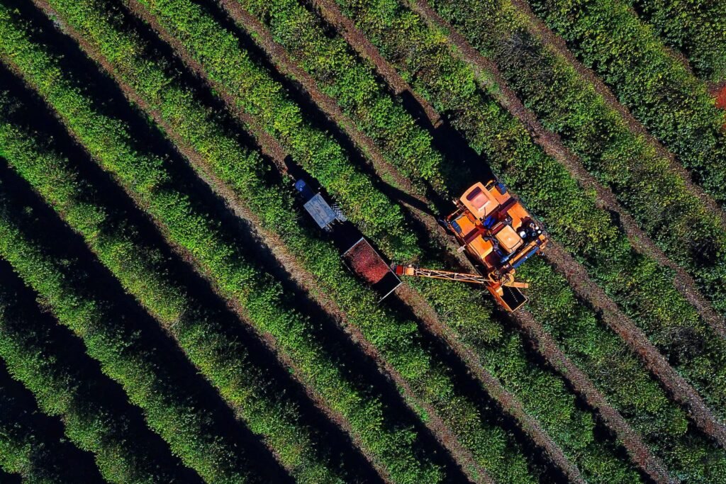 Plantação de café em Carlópolis. 07/2021 . Foto: José Fernando Ogura/AEN